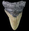 Bargain, Megalodon Tooth - North Carolina #80824-1